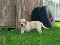Rocket, a male Labrador Retriever for sale in Accident, MD – 3 of 8