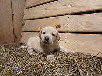 Rocket, a male Labrador Retriever for sale in Accident, MD – 8 of 8