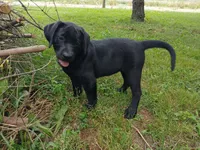 Shadow, a female Labrador Retriever for sale in Accident, MD – 5 of 9