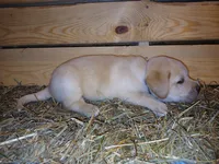 Rocket, a male Labrador Retriever for sale in Accident, MD – 7 of 8