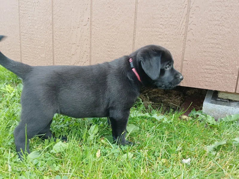 Shadow – Labrador Retriever puppy for sale in Accident, MD