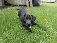 Shadow, a female Labrador Retriever for sale in Accident, MD – 3 of 9