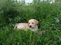 Rocket, a male Labrador Retriever for sale in Accident, MD – 4 of 8