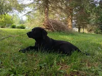 Shadow, a female Labrador Retriever for sale in Accident, MD – 2 of 9