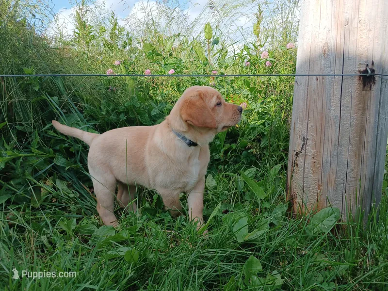 Chika – Labrador Retriever puppy for sale in Accident, MD