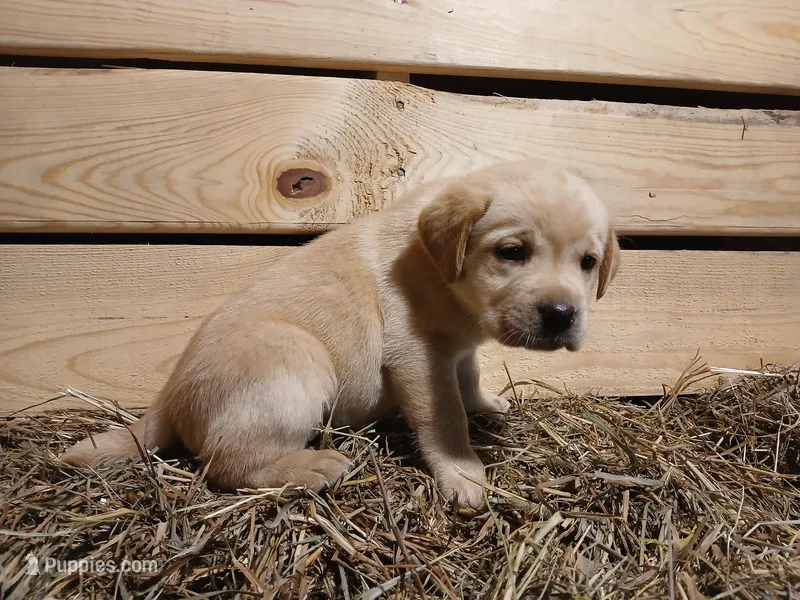 Arrow – Labrador Retriever puppy for sale in Accident, MD