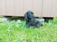 Shadow, a female Labrador Retriever for sale in Accident, MD – 9 of 9