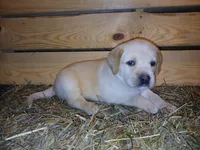 Rocket, a male Labrador Retriever for sale in Accident, MD – 6 of 8