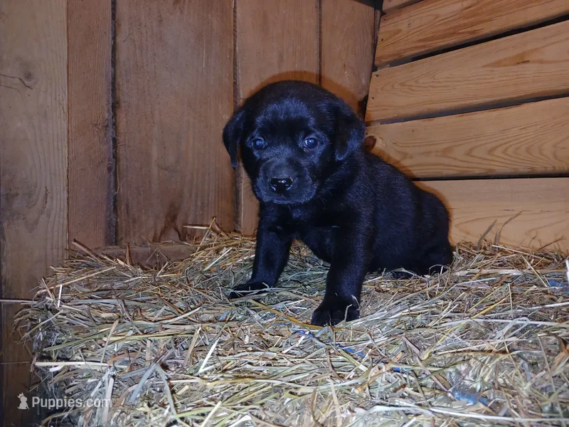 Shadow – Labrador Retriever puppy for sale in Accident, MD