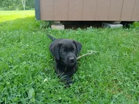 Shadow, a female Labrador Retriever for sale in Accident, MD – 7 of 9