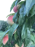 processed/ff5f1ef8-da7c-4c7f-a8f3-8387523a2154/facility/6433a1ec-6054-42f4-acdc-b6ae0959f19f