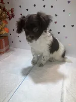 Brawny, a female Yorkipoo for sale in Winchester, VA – 2 of 2