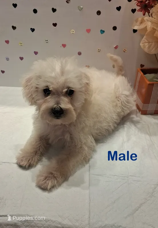 White – Yorkipoo, Poodle - Toy  puppy for sale in Winchester, VA