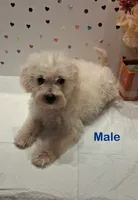 White, a male Yorkipoo and Poodle - Toy  for sale in Winchester, VA – 1 of 1