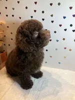 Brown, a female Poodle - Toy  for sale in Winchester, VA – 2 of 2