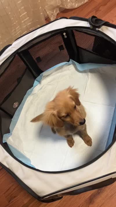 Ambar, a male Yorkipoo for sale in Winchester, VA – 2 of 2