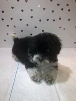 Spot, a female Yorkipoo for sale in Winchester, VA – 2 of 2