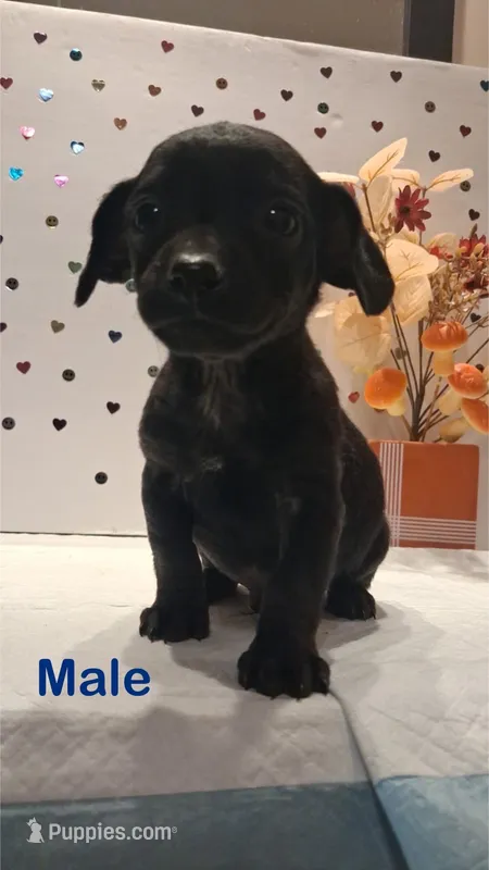 Black – Yorkipoo, Poodle - Toy  puppy for sale in Winchester, VA