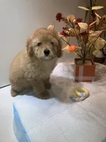 Apricot, a female Poodle - Toy  for sale in Winchester, VA – Photo 2 of 2