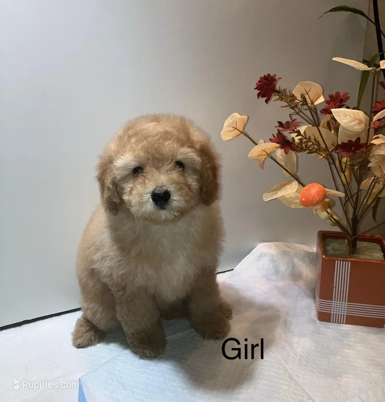 Apricot – Poodle - Toy  puppy for sale in Winchester, VA