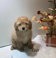 Apricot, a female Poodle - Toy  for sale in Winchester, VA – Photo 1 of 2