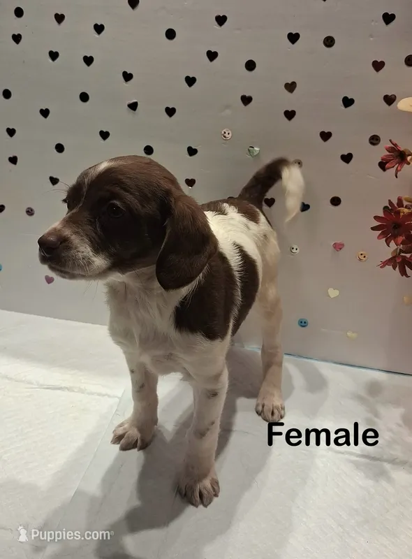 White and brown  – Yorkipoo, Poodle - Toy  puppy for sale in Winchester, VA