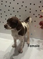 White and brown , a female Yorkipoo and Poodle - Toy  for sale in Winchester, VA – 1 of 1