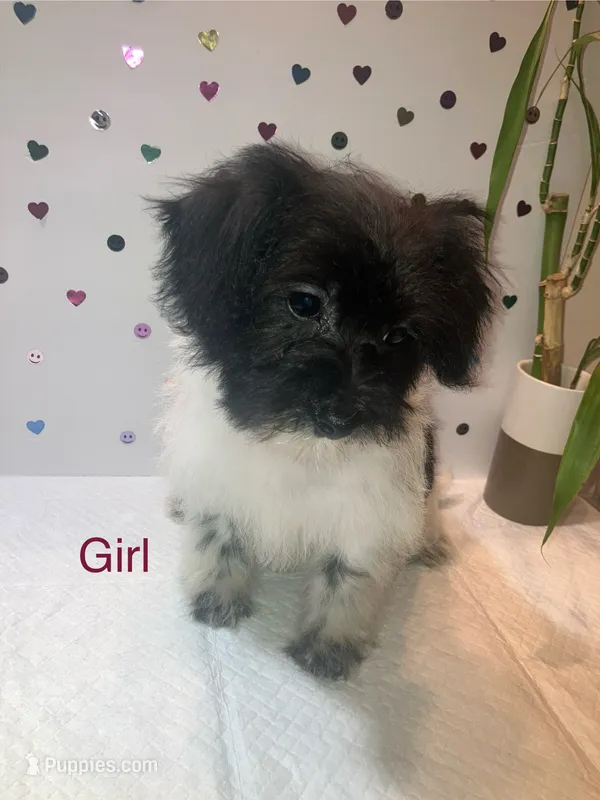 Bw 1 – Yorkipoo puppy for sale in Winchester, VA
