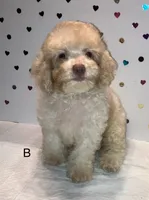 Cream, a male Poodle - Toy  for sale in Winchester, VA – 1 of 2