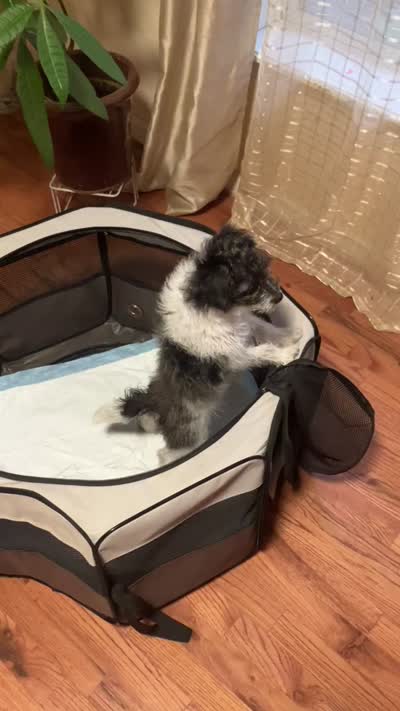 BW2, a female Yorkipoo for sale in Winchester, VA – 2 of 2