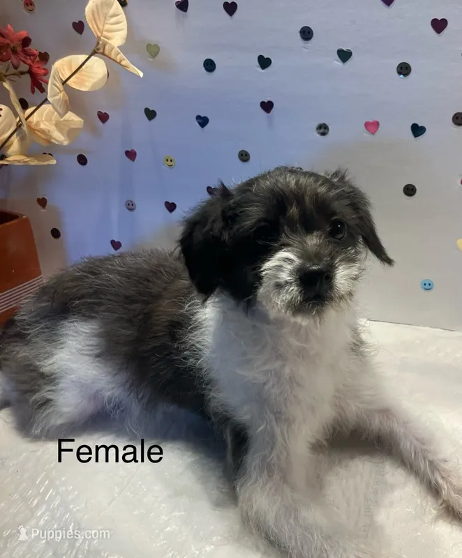 BW1 – Yorkipoo puppy for sale in Winchester, VA