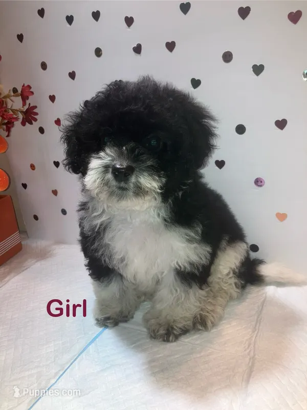 Spot, a female Yorkipoo for sale in Winchester, VA – 1 of 2