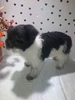 Bw 1, a female Yorkipoo for sale in Winchester, VA – 3 of 3