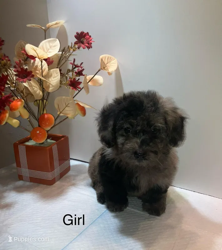 Bicolor – Poodle - Toy  puppy for sale in Winchester, VA