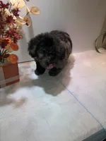 Bicolor, a female Poodle - Toy  for sale in Winchester, VA – Photo 2 of 2