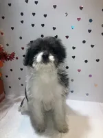 Bw2, a female Yorkipoo for sale in Winchester, VA – 3 of 3