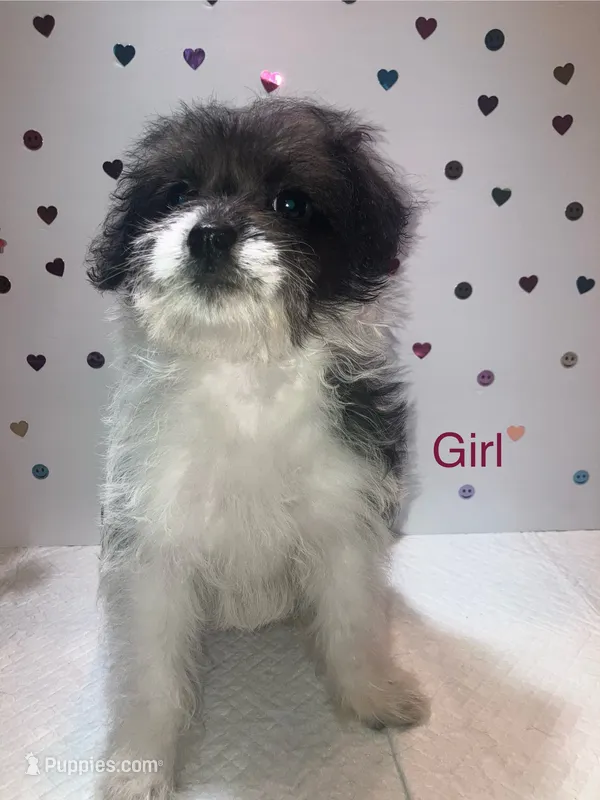 Bw2 – Yorkipoo puppy for sale in Winchester, VA
