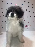 Bw2, a female Yorkipoo for sale in Winchester, VA – 1 of 3