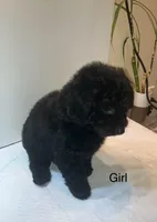 Black, a female Poodle - Toy  for sale in Winchester, VA – Photo 1 of 2