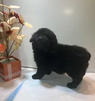 Black, a female Poodle - Toy  for sale in Winchester, VA – Photo 2 of 2