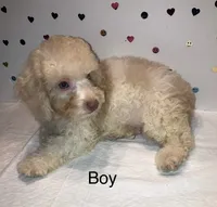 Cream, a male Poodle - Toy  for sale in Winchester, VA – 2 of 2