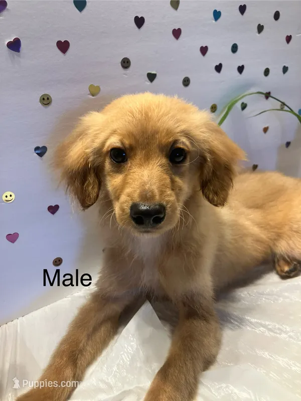 Ambar – Yorkipoo puppy for sale in Winchester, VA