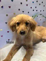 Ambar, a male Yorkipoo for sale in Winchester, VA – 1 of 1