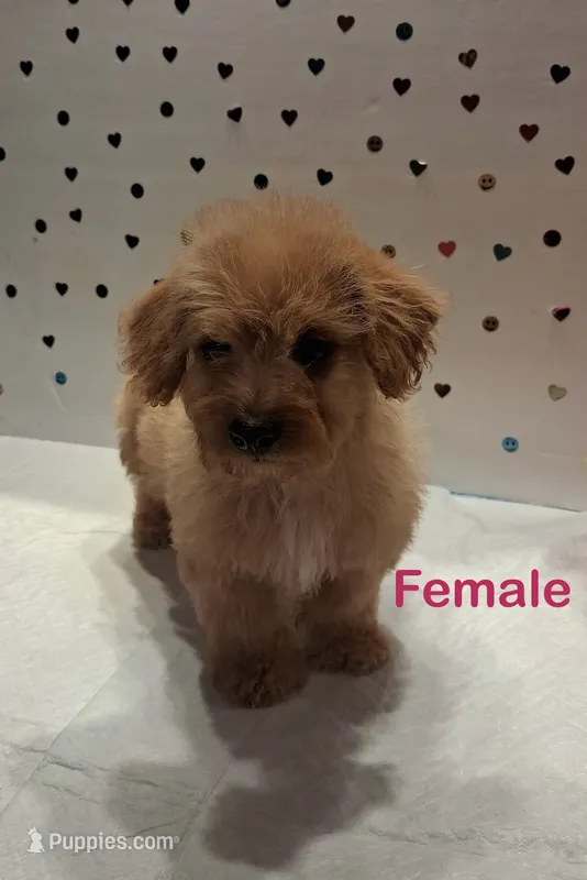 Apricot  – Yorkipoo, Poodle - Toy  puppy for sale in Winchester, VA