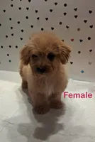 Apricot , a female Yorkipoo and Poodle - Toy  for sale in Winchester, VA – 1 of 1