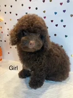 Brown, a female Poodle - Toy  for sale in Winchester, VA – 1 of 2