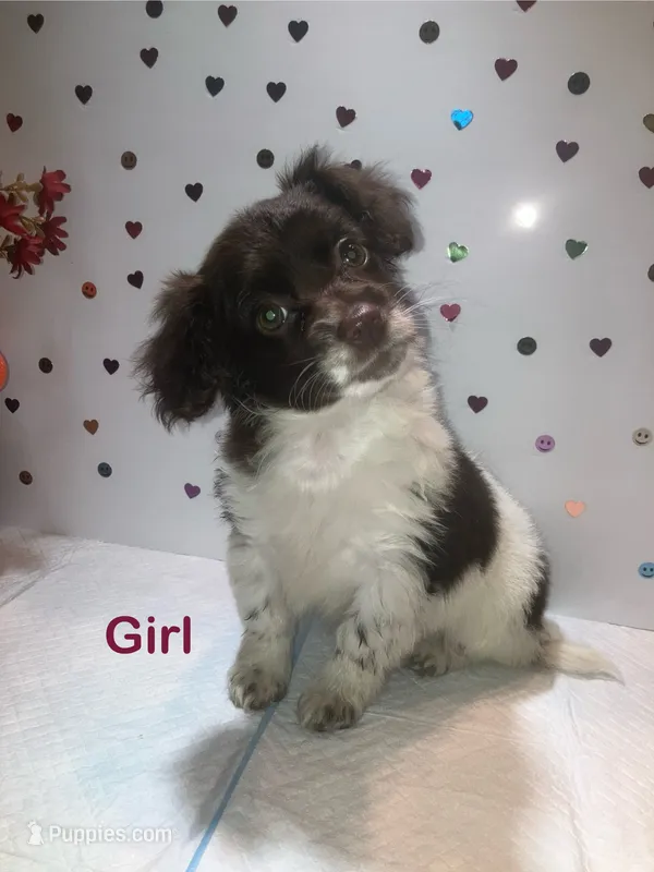 Brawny – Yorkipoo puppy for sale in Winchester, VA