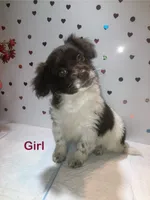Brawny, a female Yorkipoo for sale in Winchester, VA – 1 of 2