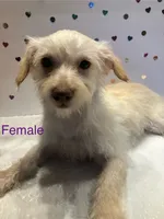 Spot, a female Yorkipoo for sale in Winchester, VA – 1 of 1