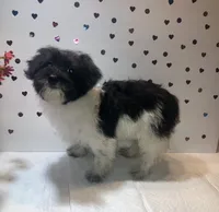 Bw 1, a female Yorkipoo for sale in Winchester, VA – 2 of 3